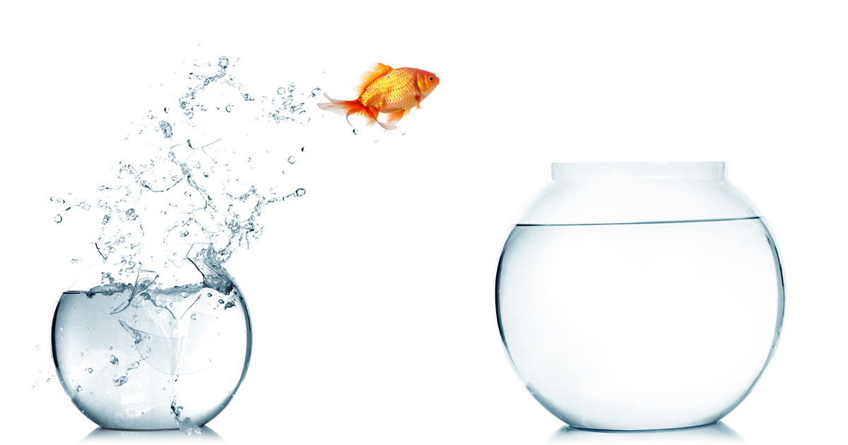 In the goldfish bowl