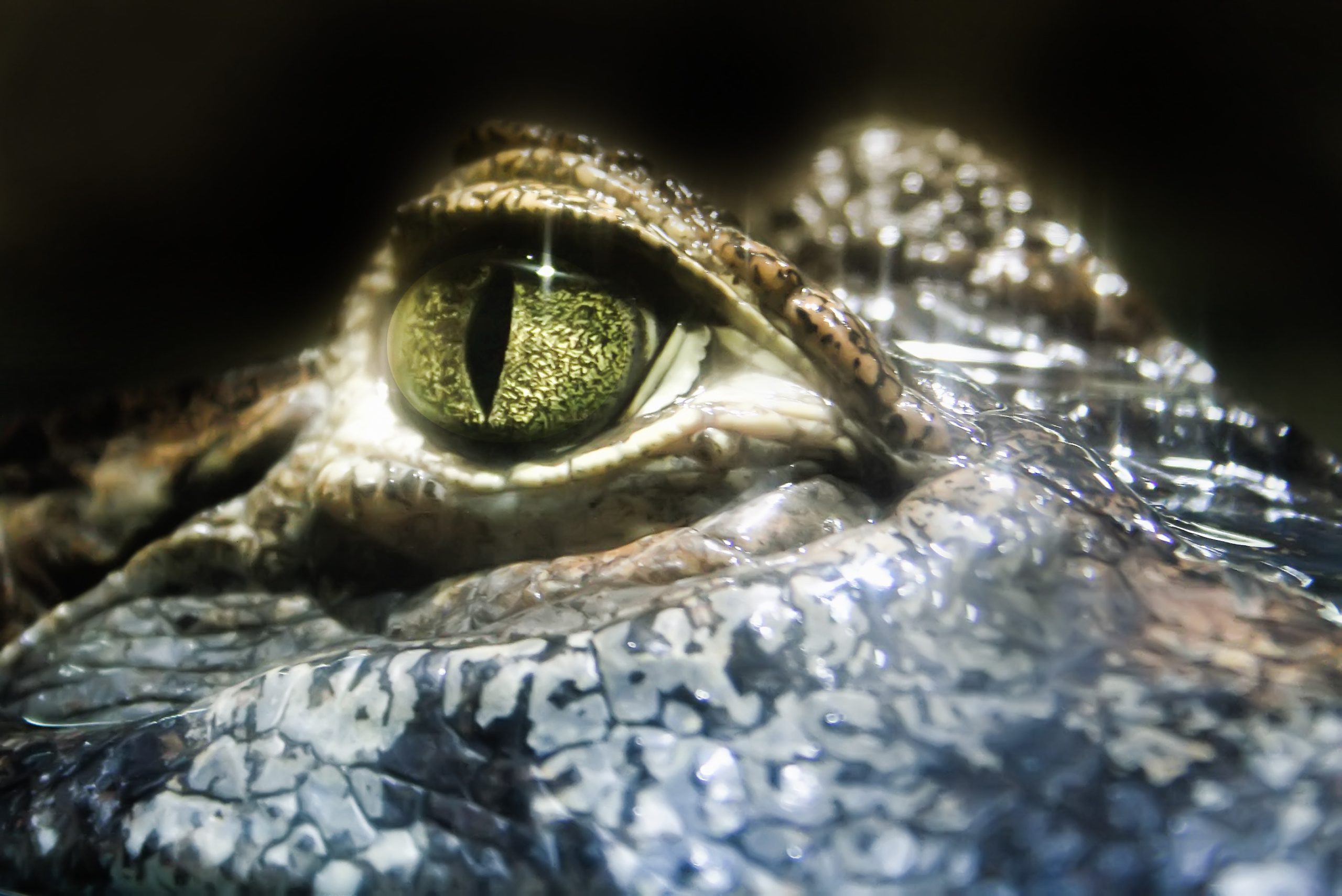 Want to Win Sales? Impress the Crocodile Brain!